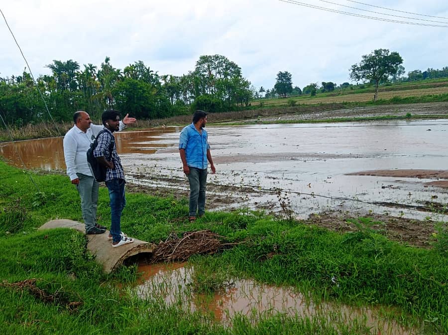ಬೆಟ್ಟದಪುರ ಸಮೀಪದ ಹಲಗನಹಳ್ಳಿಯಲ್ಲಿ ನಿರಂತರವಾಗಿ ಸುರಿಯುತ್ತಿರುವ ಮಳೆಗೆ ನಾಟಿ ಮಾಡಿದ್ದ ತಂಬಾಕು ಹಾನಿಯಾಗಿದ್ದು ತಂಬಾಕು ಮಂಡಳಿಯ ಅಧಿಕಾರಿಗಳು ಪರಿಶೀಲಿಸಿದರು