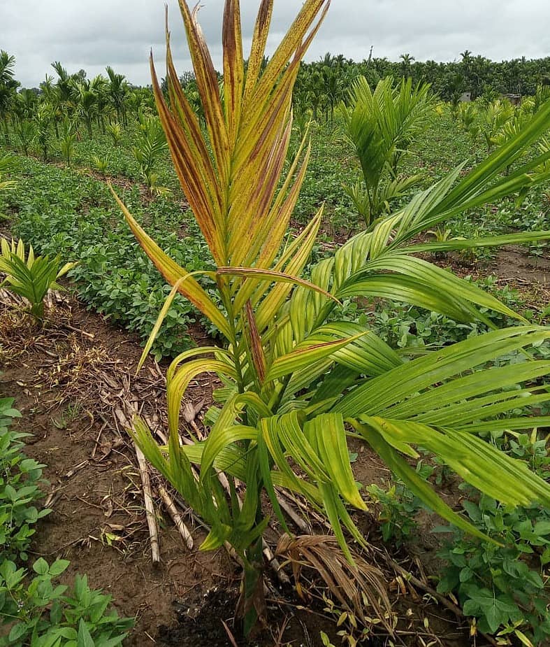 ಹಾನಗಲ್ ತಾಲ್ಲೂಕಿನಲ್ಲಿ ನುಸಿ ರೋಗಕ್ಕೆ ತುತ್ತಾದ ಅಡಿಕೆ ಗಿಡ