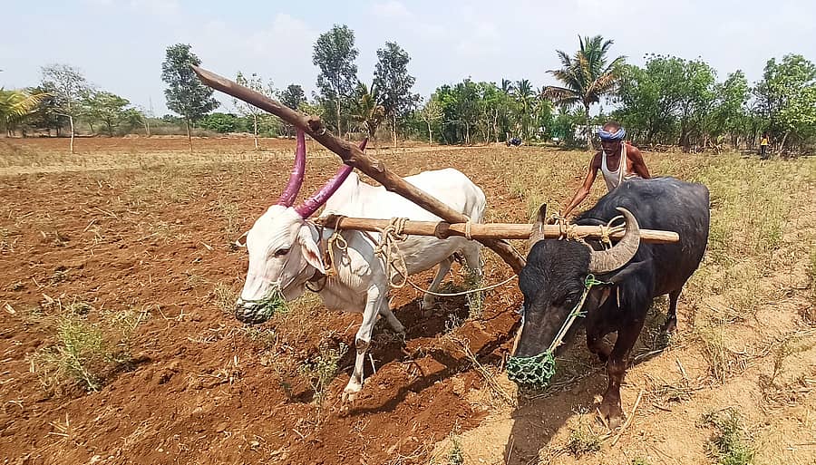 ರಾಣೆಬೆನ್ನೂರು ತಾಲ್ಲೂಕಿನ ಮೇಡ್ಲೇರಿ ಗ್ರಾಮದ ಹೊಲದಲ್ಲಿ ಮುಂಗಾರು ಬಿತ್ತನೆಗಾಗಿ ರೈತ ಕೊಟ್ರೇಶ ಕಾಳಿಂಗಪ್ಪ ಮುಂಡಾಸದ ಅವರು ಆಕಳು ಮತ್ತು ಕೋಣ ಹೂಡಿ ಗಳೆ ಹೊಡೆದು ಭೂಮಿಯನ್ನು ಹಸನುಗೊಳಿಸುತ್ತಿದ್ದಾರೆ
