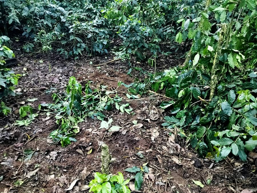 ಸೋಮವಾರಪೇಟೆ ಸಮೀಪದ ಹಿರಿಕರ ಗ್ರಾಮದಲ್ಲಿ ಕಾಡುಕೋಣಗಳು ಕಾಫಿ ತೋಟದಲ್ಲಿ ಗಿಡಗಳನ್ನು ಹಾನಿಪಡಿಸಿರುವುದು