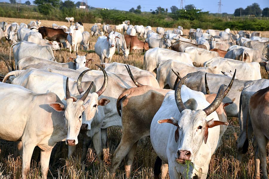 ಸಾಂದರ್ಭಿಕ ಚಿತ್ರ