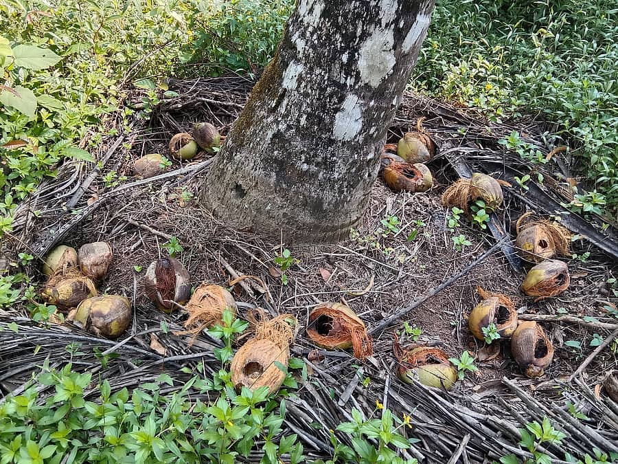 ಮುನಿಯಾಲಿನ ತೋಟವೊಂದರಲ್ಲಿ ಮಂಗಗಳು ಕಿತ್ತು ತಿಂದು ಹಾಕಿದ ಬೊಂಡ