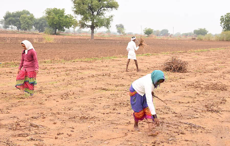 ಯಾದಗಿರಿ ಸಮೀಪದ ಬಬಲಾದ ಗ್ರಾಮದ ಹೊರವಲಯದಲ್ಲಿ ಹತ್ತಿ ಜಮೀನು ಹಸನು ಮಾಡಿದ ರೈತ ಕುಟುಂಬ
ಪ್ರಜಾವಾಣಿ ಚಿತ್ರಗಳು/ ರಾಜಕುಮಾರ ನಳ್ಳಿಕರ
