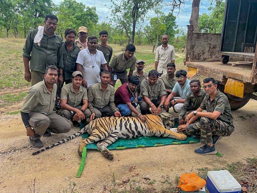 <div class="paragraphs"><p>ಮೂವರನ್ನು ಕೊಂದಿದ್ದ ಹುಲಿಯನ್ನು ಮಹಾರಾಷ್ಟ್ರದ ತಾಡೋಬಾ ಅಂಧಾರಿ ಹುಲಿ ಸಂರಕ್ಷಿತ (ಟಿಎಟಿಆರ್) ಅರಣ್ಯದಲ್ಲಿ ಶನಿವಾರ ಸೆರೆ ಹಿಡಿದ ಅರಣ್ಯ ಇಲಾಖೆಯ ಸಿಬ್ಬಂದಿ </p></div>
