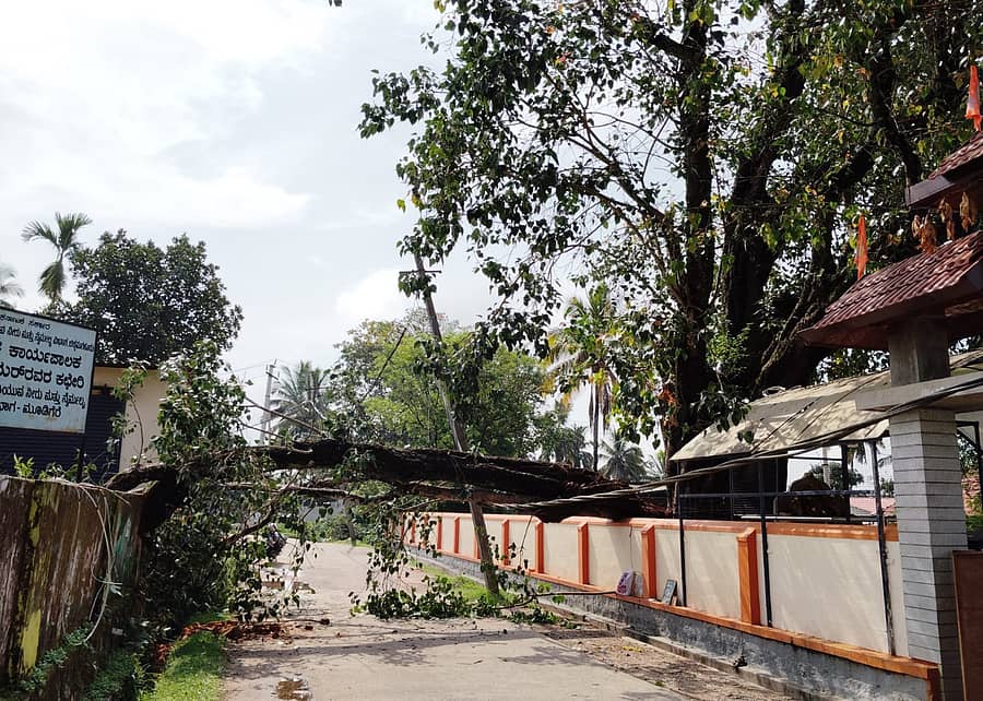 ಮೂಡಿಗೆರೆ ಪಟ್ಟಣದ ವೇಣುಗೋಪಾಲಸ್ವಾಮಿ ದೇವಾಲಯದ ಆವರಣದಲ್ಲಿದ್ದ ಅರಳಿ ಮರವು ಮುರಿದು ರಸ್ತೆ ಮೇಲೆ ಬಿದ್ದಿರುವುದು