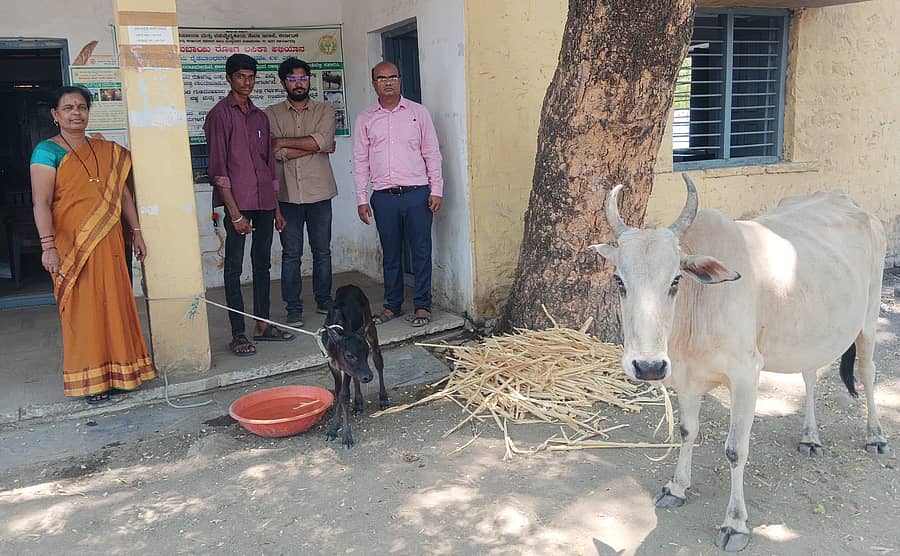 ಕಾಳಗಿ ಸರ್ಕಾರಿ ಪಶು ಆಸ್ಪತ್ರೆಯಲ್ಲಿ ಬುಧವಾರ ಆರೈಕೆಗೆ ಒಳಗಾಗಿದ್ದ ಆಕಳು-ಕರು