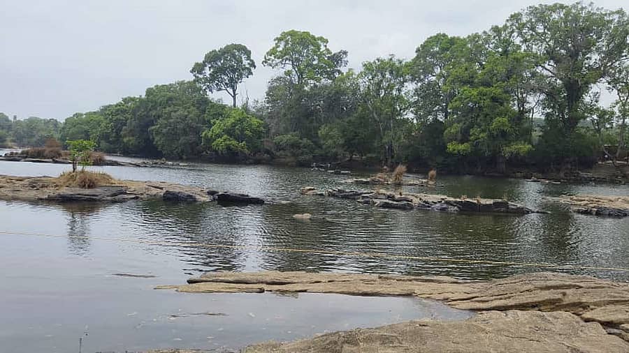 <div class="paragraphs"><p>ಕೊಡಗಿನಲ್ಲಿ ಶುಕ್ರವಾರ ಮಳೆ ಸುರಿದ ನಂತರ ಶನಿವಾರ ದುಬಾರೆಯಲ್ಲಿ ಕಾವೇರಿ ನದಿ ಹರಿಯಲು ಆರಂಭಿಸಿತು</p></div>