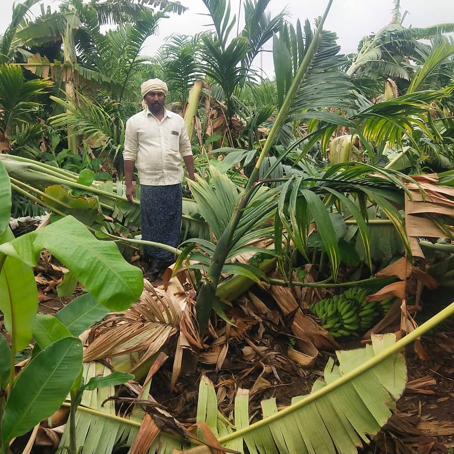ಹೊಳಲ್ಕೆರೆ ತಾಲ್ಲೂಕಿನ ರಾಮಗಿರಿ ಗೊಲ್ಲರಹಟ್ಟಿಯ ರಮೇಶ ಎಂಬುವರ ಬಾಳೆ ಮತ್ತು ಅಡಿಕೆ ತೋಟ ಬಿರುಗಾಳಿ ಮಳೆಗೆ ಹಾನಿಗೀಡಾಗಿದೆ