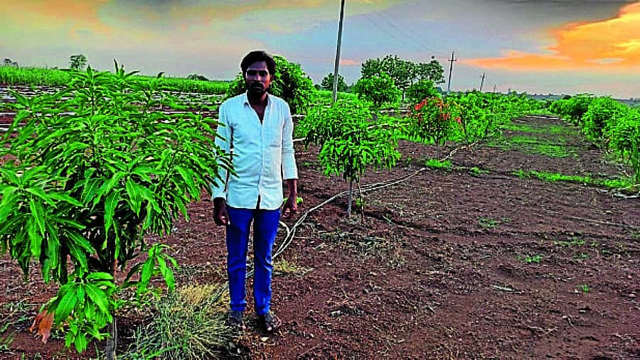 <div class="paragraphs"><p>ನರಶಿಮ್ಲು ಕುಂಬಾರ ಮಾವು ಬೆಳೆಗಾರ</p></div>