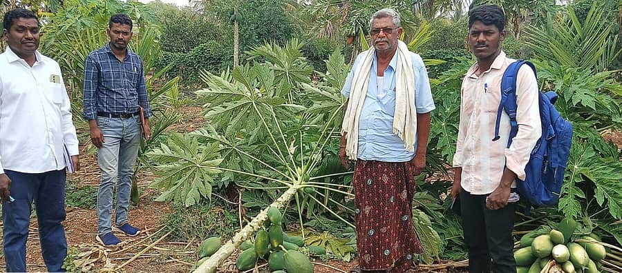 ಚಳ್ಳಕೆರೆ ಸಮೀಪದ ಚಿಕ್ಕೇನಹಳ್ಳಿ ಗ್ರಾಮದಲ್ಲಿ ಪಪ್ಪಾಯ ಬೆಳೆ ಹಾನಿಗೀಡಾಗಿರುವುದನ್ನು ತೋಟಗಾರಿಕಾ ಇಲಾಖೆ ಹಿರಿಯ ಸಹಾಯಕ ನಿರ್ದೇಶಕ ವಿರೂಪಾಕ್ಷಪ್ಪ ಪರಿಶೀಲಿಸಿದರು