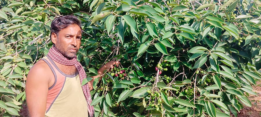 ನರೇಗಲ್ ಸಮೀಪದ ಕೋಟುಮಚಗಿ ಗ್ರಾಮದ ರೈತ ವೀರಣ್ಣ ಲಕ್ಕುಂಡಿ(ಜಾಡರ) ಬೆಳದ ನೇರಳೆ ಹಣ್ಣಿನ ಗಿಡಗಳು