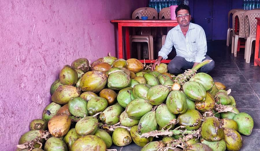 ಪಟ್ಟಣದ ವ್ಯಾಪಾರಿ ಒಬ್ಬರು ಎಳೆನೀರಿನ ಕಾಯಿ ತೋರಿಸುತ್ತಿರುವುದು.