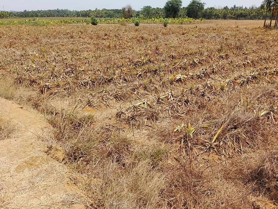 ಶಿರಸಿಯ ಬನವಾಸಿ ಸಮೀಪ ಭತ್ತದ ಕ್ಷೇತ್ರ ಅನಾನಸ್ ಹಾಗೂ ಅಡಿಕೆ ತೋಟವಾಗಿ ಮಾರ್ಪಟ್ಟಿರುವುದು