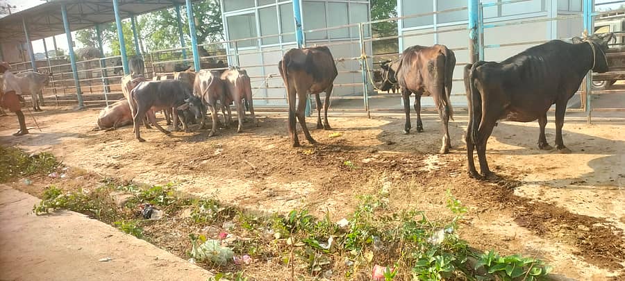 ಗುಂಡ್ಲುಪೇಟೆ ತಾಲ್ಲೂಕಿನ ತೆರಕಣಾಂಬಿ ಸಂತೆಯಲ್ಲಿ ಮಾರಾಟಕ್ಕಾಗಿ ತಂದಿದ್ದ ಜಾನುವಾರುಗಳು