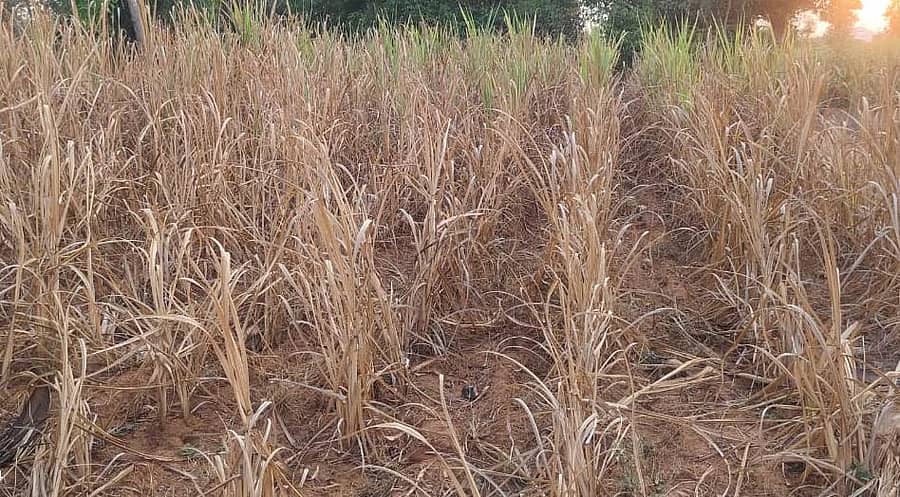 ತಿ.ನರಸೀಪುರ ತಾಲ್ಲೂಕಿನ ಮುಡುಕಿನಪುರದಲ್ಲಿನ ರೈತರ ಜಮೀನಿನ ಕಬ್ಬು ನೀರಿಲ್ಲದೇ ಒಣಗಿರುವುದು