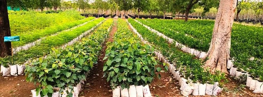 ಇಂಡಿ ತಾಲ್ಲೂಕಿನ ಬಬಲಾದ ಸಸ್ಯ ಕ್ಷೇತ್ರದಲ್ಲಿ ರೈತರಿಗೆ ವಿತರಿಸಲು ಸಸಿಗಳನ್ನು ಜೋಡಿಸಿಡಲಾಗಿದೆ