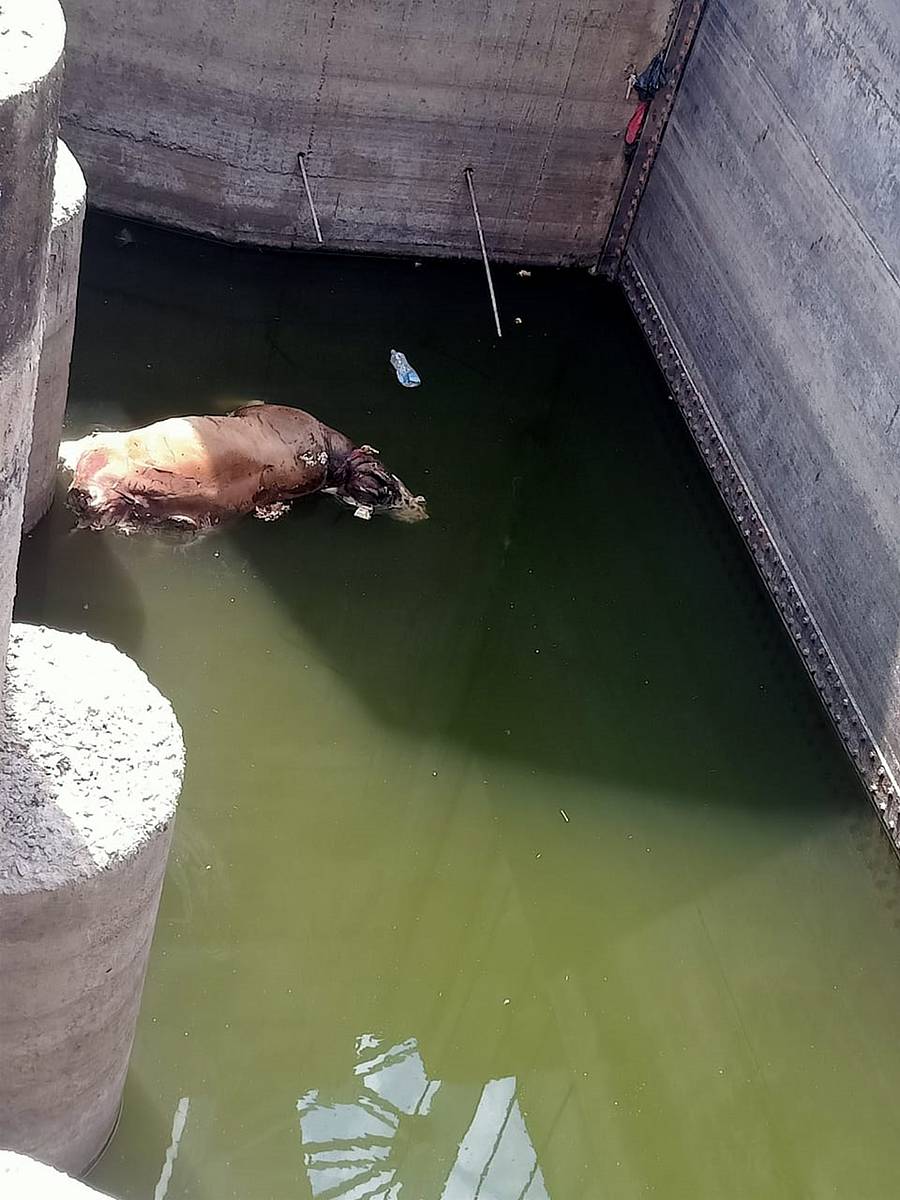 ವಡಗೇರಾ ತಾಲ್ಲೂಕಿನ ಜೋಳದಡಗಿ ಗ್ರಾಮದ ಅನತಿ ದೂರದಲ್ಲಿರುವ ಬ್ರೀಜ್ ಕಂ ಬ್ಯಾರೇಜ್ನಲ್ಲಿ ನದಿಗೆ ನೀರು ಕುಡಿಯಲು ಹೋದ ಆಕಳ ಮೇಲೆ ಮೊಸಳೆಯೂ ಹಠಾತ್ ದಾಳಿ ಮಾಡಿರುವುದರಿಂದ ಆಕಳು ಮೃತಪಟ್ಟಿದೆ