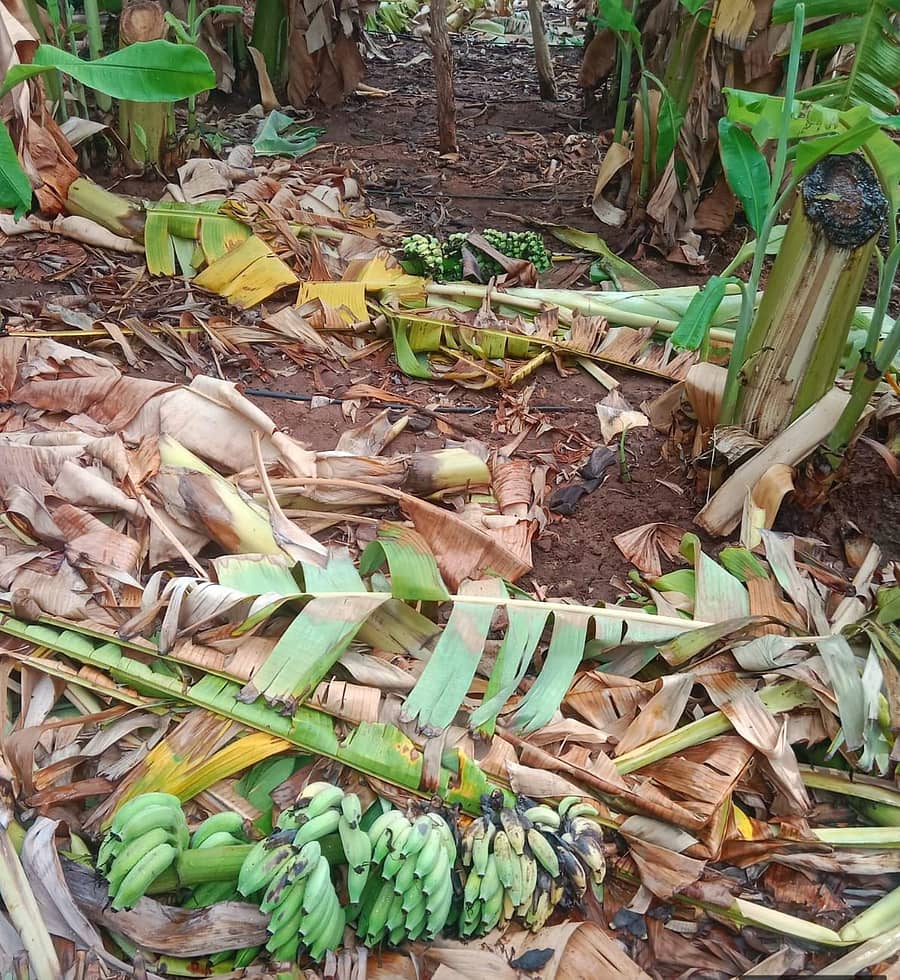 ಹೊಸದುರ್ಗದ ಮುತ್ತಾಗೊಂದಿ ಗ್ರಾಮದಲ್ಲಿ ಭೈರಪ್ಪ ಅವರಿಗೆ ಸೇರಿದ ಬಾಳೆ ಗಿಡಗಳು ಗಾಳಿ ಮಳೆಯಿಂದಾಗಿ ನೆಲಕ್ಕುರುಳಿರುವುದು