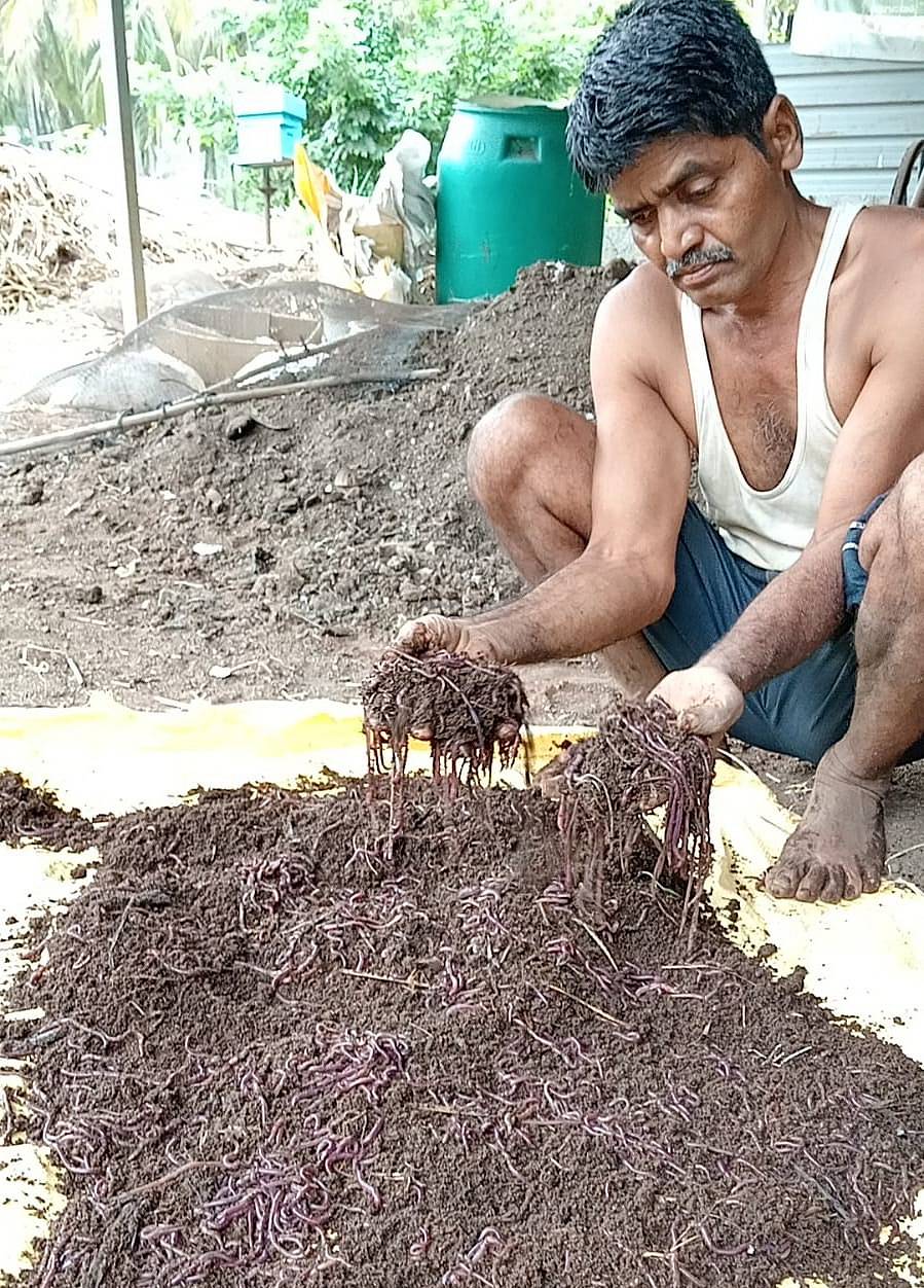 ಮಳವಳ್ಳಿ ತಾಲ್ಲೂಕಿನ ಮಿಕ್ಕೆರೆ ಗ್ರಾಮದ ರೈತ ಶಿವಣ್ಣ ಎರೆಹುಳು ಗೊಬ್ಬರ ತಯಾರಿಕೆಯಲ್ಲಿ ತೊಡಗಿರುವುದು