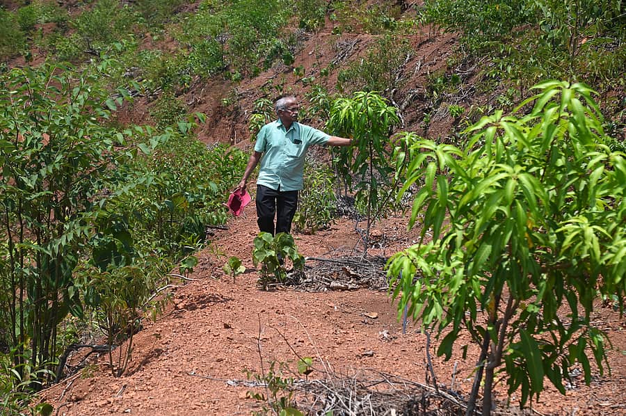 <div class="paragraphs"><p>ಕುಕ್ಕಿಲದ ಗುಡ್ಡದಲ್ಲಿ ಬೆಳೆದಿರುವ ನಾಡ ಮಾವಿನ ಗಿಡದೊಂದಿಗೆ ಡಾ. ಮನೋಹರ ಉಪಾಧ್ಯ –‌</p></div>
