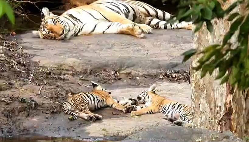 ಬಂಡೀಪುರ ಅಭಯಾರಣ್ಯದ ಸಫಾರಿ ಜೋನ್ ನಲ್ಲಿ ತಾಯಿ ಹುಲಿ ತನ್ನ ಎರಡು ಮರಿ ಹುಲಿಗಳ ಜೊತೆ ನಿದ್ರೆಗೆ ಜಾರಿರುವುದು.