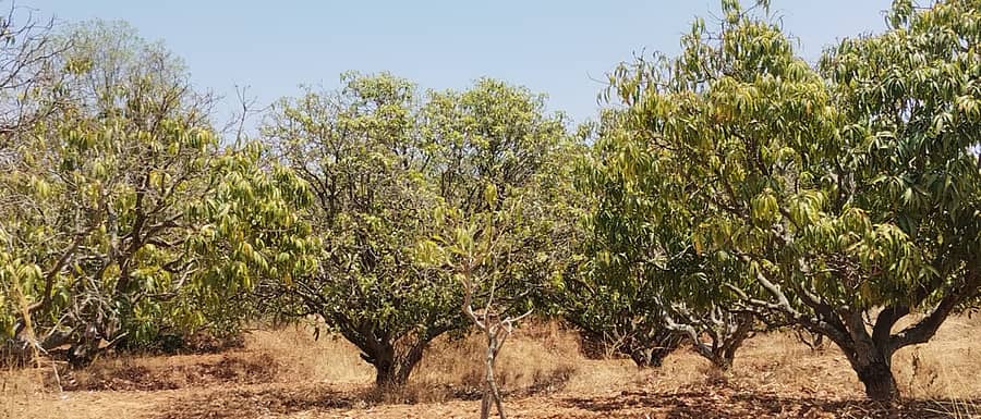 <div class="paragraphs"><p>ಅತಿಯಾದ ತಾಪಮಾನದಿಂದಾಗಿ ಮಾವಿನ ಮರಗಳಲ್ಲಿ ಕಾಯಿಗಳು ಸಂಪೂರ್ಣ ಉದುರಿ ಹೋಗಿದ್ದು ಎಲೆಗಳು ಒಣಗಲಾರಂಭಿವೆ</p></div>