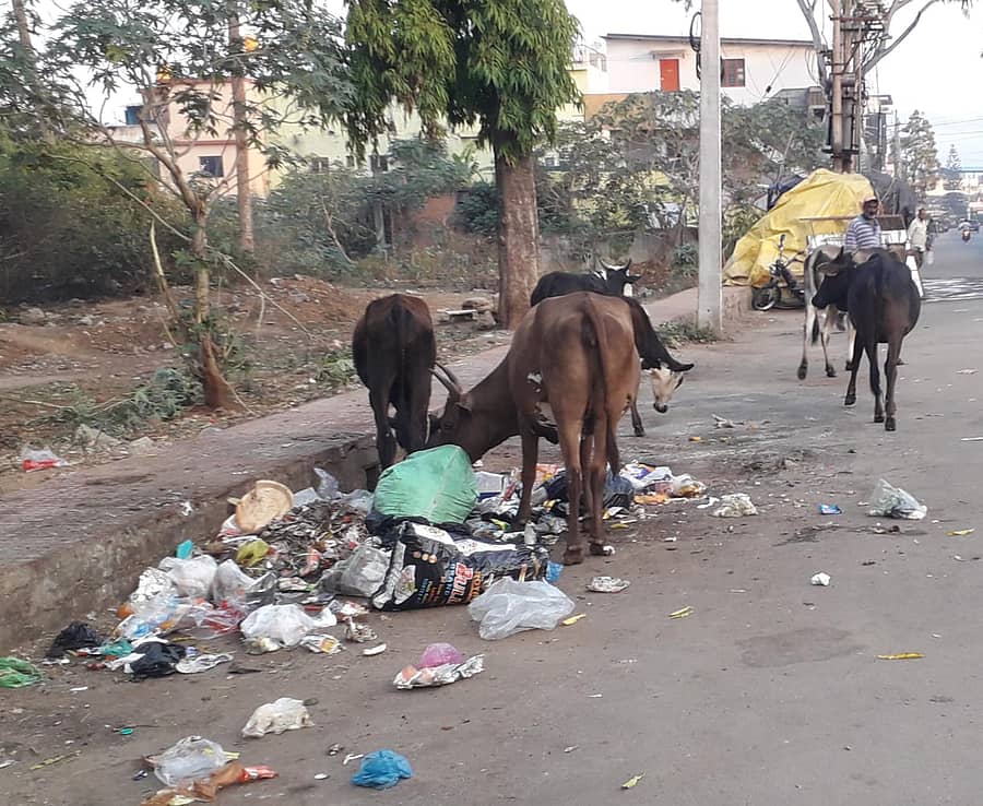 ರಸ್ತೆ ಬದಿಯಲ್ಲಿ ಎಸೆದ ಆಹಾರ ತ್ಯಾಜ್ಯವನ್ನು ಬಿಡಾಡಿ ದನಗಳು ತಿನ್ನುತ್ತಿರುವುದು