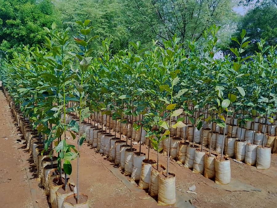 ವಿತರಣೆಗಾಗಿ ನರ್ಸರಿಯಲ್ಲಿ ಬೆಳೆಸಲಾಗಿರುವ ವಿವಿಧ ಜಾತಿಯ ಸಸಿಗಳು