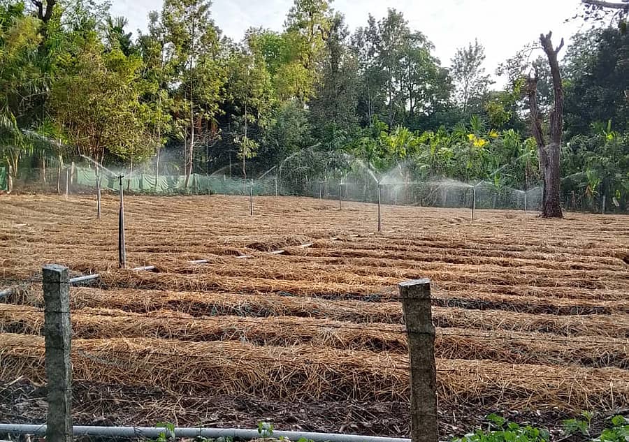 ನರಸಿಂಹರಾಜಪುರ ತಾಲ್ಲೂಕಿನ ವ್ಯಾಪ್ತಿಯಲ್ಲಿ ರೈತರು ಶುಂಠಿ ನಾಟಿ ಮಾಡಿರುವುದು