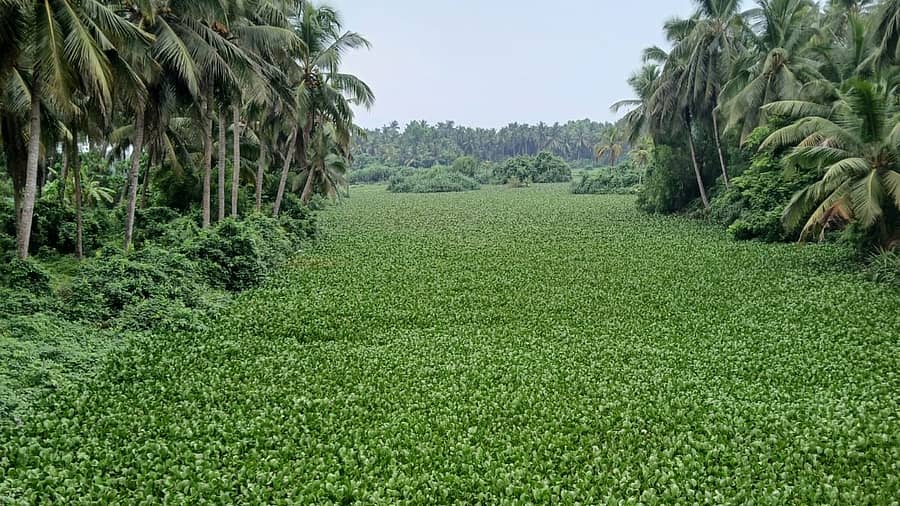 ಹಿಂದೆ ಮೀನು ಹಿಡಿಯುತ್ತಿದ್ದ ಸ್ಥಳದಲ್ಲಿ ಹಾವಸೆ ತುಂಬಿದೆ