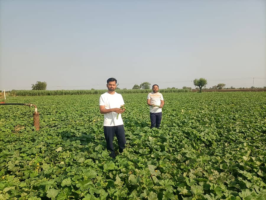 ಖಟಕಚಿಂಚೋಳಿ ಹೋಬಳಿಯ ಡಾವರಗಾಂವ್ ಗ್ರಾಮದ ರೈತ ಗೋರಖನಾಥ ಎಣಕಮೂರೆ ಅವರ ಹೊಲದಲ್ಲಿ ಬೆಳೆದ ಸೌತೆಕಾಯಿ ಬೆಳೆ