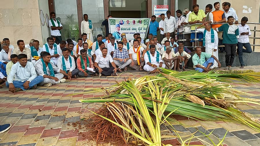 ಕನಕಪುರ ತಾಲ್ಲೂಕು ಕಚೇರಿ ಮುಂಭಾಗ ಆನೆಗಳು ನಾಶಗೊಳಿಸಿರುವ ತೆಂಗಿನ ಸಸಿಗಳನ್ನು ಗುಡ್ಡೆ ಹಾಕಿ ರೈತ ಸಂಘ ಮತ್ತು ಪ್ರಗತಿಪರ ಸಂಘಠನೆಯ ಮಖಂಡರು ಪ್ರತಿಭಟನೆ ನಡೆಸಿದರು