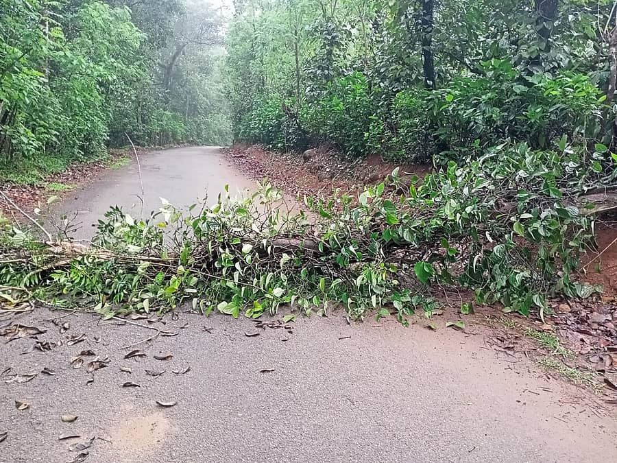 ನಾಪೋಕ್ಲು ಸಮೀಪದ ಬೇತು ಗ್ರಾಮದಲ್ಲಿ ಶುಕ್ರವಾರ ರಸ್ತೆಗೆ ಅಡ್ಡಲಾಗಿ ಉರುಳಿದ ಕಾಳುಮೆಣಸಿನ ಬಳ್ಳಿ ಹಬ್ಬಿದ್ದ ಮರ