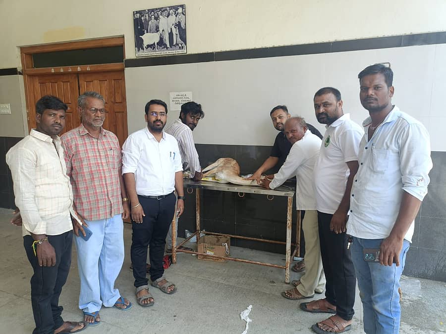 ಸಿಂಧನುರಿನ ಪಶುಆಸ್ಪತ್ರೆಯಲ್ಲಿ ಗಾಯಗೊಂಡ ಜಿಂಕೆಗೆ ವನಸಿರಿ ತಂಡದ ಸದಸ್ಯರು ಚಿಕಿತ್ಸೆ ಕೊಡಿಸುತ್ತಿರುವುದು