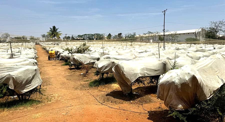 ಬೇಸಿಗೆ ಬಿಸಿಲಿನ ತಾಪಮಾನದಿಂದ ದಾಳಿಂಬೆ ಬೆಳೆಯನ್ನು ರಕ್ಷಿಸಿಕೊಳ್ಳಲು ಶೇಡ್ನೆಟ್ ಮೊರೆ ಹೋಗಿರುವ ಮೊಳಕಾಲ್ಮುರು ತಾಲ್ಲೂಕಿನ ಕೋನಸಾಗರ ರೈತರು