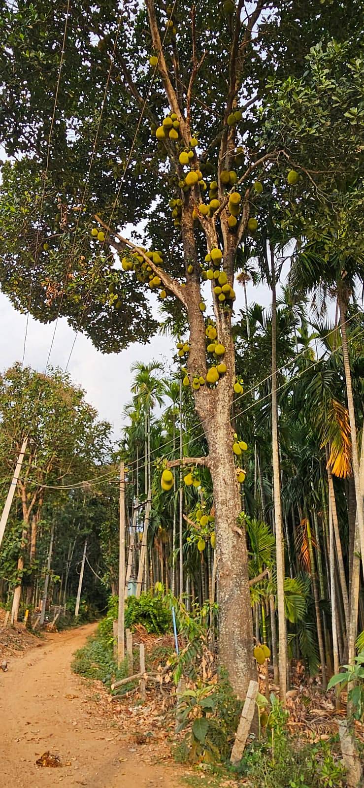 ಸಖರಾಯಪಟ್ಟಣದಲ್ಲಿ ಹಲಸಿನ ಮರವೊಂದರಲ್ಲಿ ಬಿಟ್ಟಿರುವ ಹಣ್ಣುಗಳು