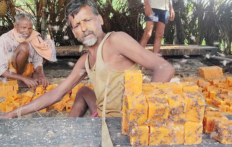 ಯಳಂದೂರು ತಾಲ್ಲೂಕಿನ ಅಂಬಳೆ ಸಮೀಪದ ಆಲೆಮನೆಗಳಲ್ಲಿ ಬೆಲ್ಲಕ್ಕೆ ಮುತ್ತಿದ ಜೇನ್ನೊಣಗಳ ನಡುವೆ ಕಾರ್ಮಿಕರು ಬೆಲ್ಲ ಕಟ್ಟುವ ಕಾಯಕದಲ್ಲಿ ತೊಡಗಿದ್ದಾರೆ