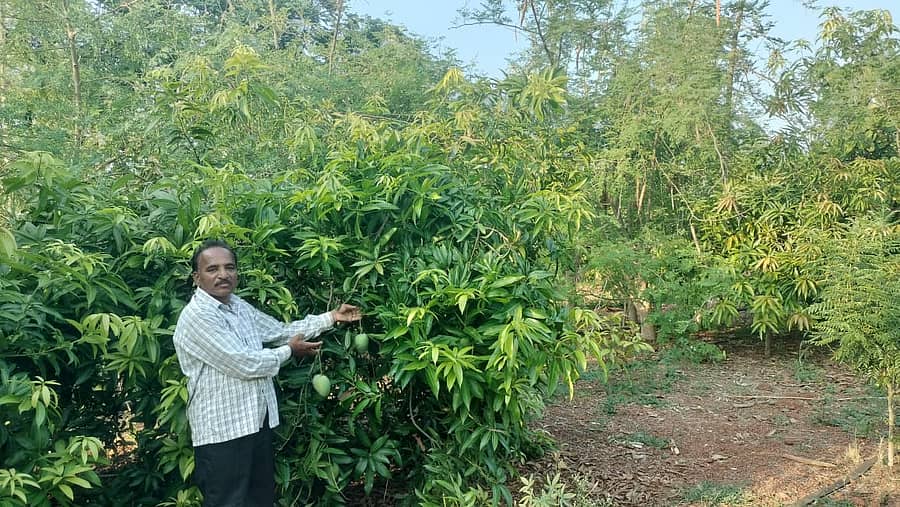 ಖಟಕಚಿಂಚೋಳಿ ಹೋಬಳಿಯ ನಾವದಗಿ ಗ್ರಾಮದ ರೈತ ಭೀಮಣ್ಣ ಶೇರಿಕಾರ ಹೊಲದಲ್ಲಿ ಬೆಳೆದ ಮಾವಿನ ಗಿಡಗಳೊಂದಿಗೆ