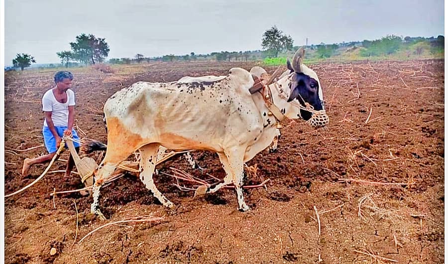 ಹುಲಸೂರ ತಾಲ್ಲೂಕಿನ ಗಡಿಗೌಡಗಾಂವ್ ಗ್ರಾಮದಲ್ಲಿ ಮುಂಗಾರು ಬಿತ್ತನೆಗೆ ಸಿದ್ಧತೆ ಮಾಡುತ್ತಿರುವ ರೈತ