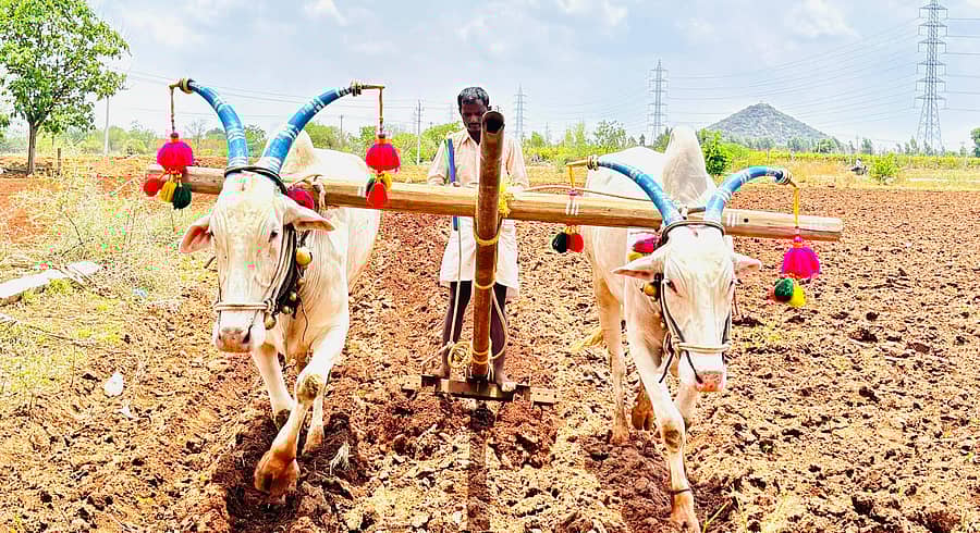 ಕನಕಗಿರಿ ಸಮೀಪದ ಸೋಮಸಾಗರ ಗ್ರಾಮದ ರಸ್ತೆಯಲ್ಲಿ ರೈತ ಕೃಷ್ಣಮೂರ್ತಿ ದಾಸರ ಅವರು ಹೊಲ ಹದ ಮಾಡುತ್ತಿರುವುದು