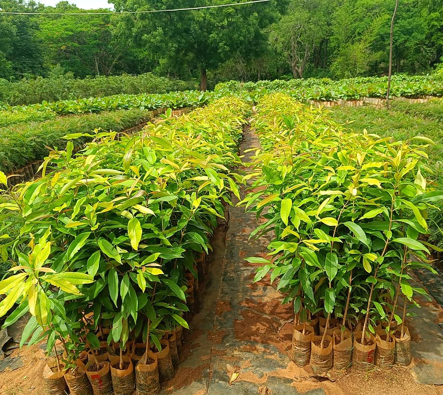 ಹನೂರು ಬಫರ್ ವಲಯದಲ್ಲಿರುವ ನರ್ಸರಿಯಲ್ಲಿ ಬೆಳೆಸಿರುವ ಸಸಿಗಳು