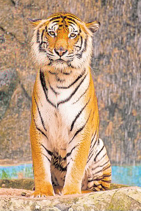 ಸಂಗ್ರಹ ಚಿತ್ರ