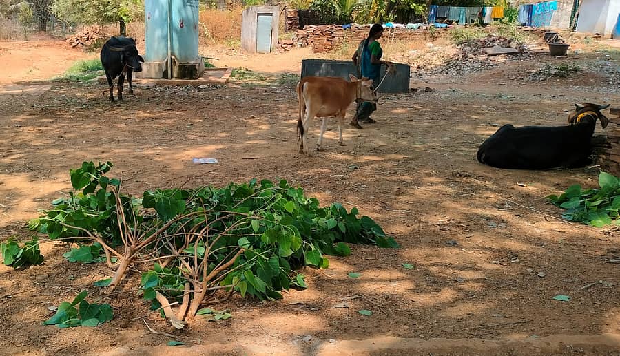ಹುಳಿಯಾರು ಹೋಬಳಿ ರಂಗನಕೆರೆ ಗ್ರಾಮದಲ್ಲಿ ರಾಸುಗಳ ಮೇವಿಗೆ ಅರಳಿಮರದ ಸೊಪ್ಪನ್ನು ಆಶ್ರಯಿಸಿರುವುದು