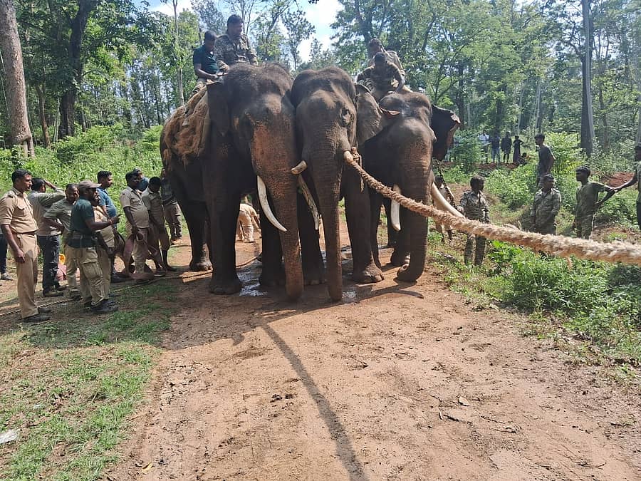 ಕೊಡಗು ಜಿಲ್ಲೆಯ ಸಿದ್ದಾಪುರ ಭಾಗದಲ್ಲಿ ಉಪಟಳ ನೀಡುತ್ತಿದ್ದ ‘ದಕ್ಷ’ (ಮಧ್ಯದಲ್ಲಿರುವುದು) ಹೆಸರಿನ ಕಾಡಾನೆಯನ್ನು ‘ಮಹೇಂದ್ರ’ ಮತ್ತು ‘ಭೀಮ’ ಸಾಕಾನೆಗಳ ಸಹಾಯದಿಂದ ಅರಣ್ಯ ಇಲಾಖೆ ಸಿಬ್ಬಂದಿ ಬುಧವಾರ ಸೆರೆ ಹಿಡಿದರು