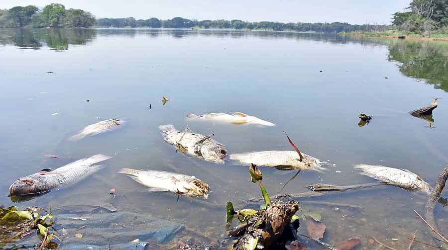 ಮೈಸೂರಿನ ಕುಕ್ಕರಹಳ್ಳಿ ಕೆರೆಯಲ್ಲಿ ನೀರಿನ ಕೊರತೆ ಹಾಗೂ ಉಷ್ಣಾಂಶ ಹೆಚ್ಚಳದ ಕಾರಣಕ್ಕೆ ಸತ್ತು ತೇಲುತ್ತಿರುವ ಮೀನುಗಳು