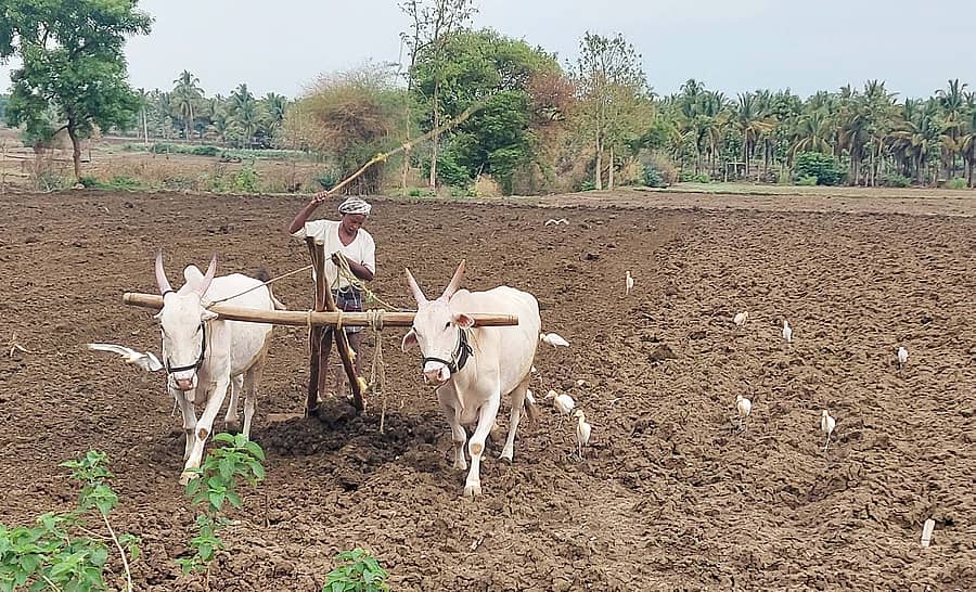 ಶಿಗ್ಗಾವಿ ತಾಲ್ಲೂಕಿನ ಮುನವಳ್ಳಿ ಗ್ರಾಮದ ಹೊಲದಲ್ಲಿ ಮುಂಗಾರು ಬಿತ್ತನೆಗಾಗಿ ರೈತ ಗದಿಗೆಪ್ಪ ಕಿವುಡನವರ ಗಳೆ ಹೊಡೆದು, ಭೂಮಿ ಹದಗೊಳಿಸಿದರು