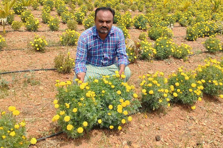 ಲಕ್ಷ್ಮೇಶ್ವರದ ರೈತ ಶಿವನಗೌಡ ಪಾಟೀಲರು ಬೆಳೆದಿರುವ ಚೆಂಡು ಹೂವು