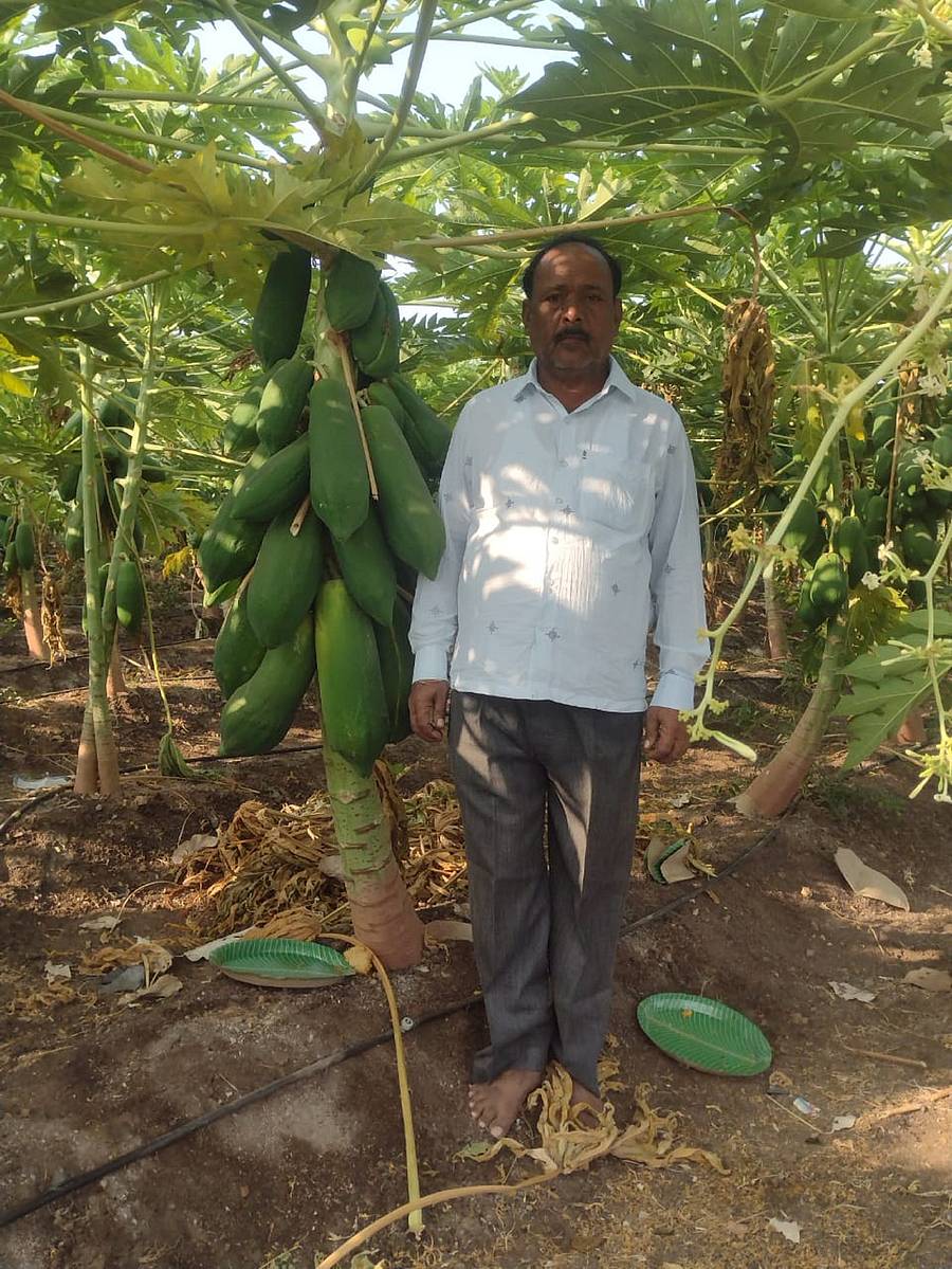 ಸುರಪುರ ತಾಲ್ಲೂಕಿನ ಬಂಡೋಳಿ ಗ್ರಾಮದ ತಮ್ಮ ತೋಟದಲ್ಲಿ ಹುಲುಸಾಗಿ ಬೆಳೆದ ಪಪ್ಪಾಯಿ ಗಿಡದೊಂದಿಗೆ ರೈತ ಶರಣಗೌಡ