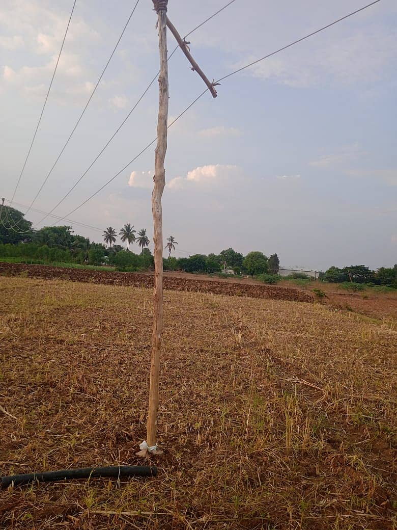 ಗೌರಿಬಿದನೂರು ತಾಲ್ಲೂಕಿನ ದ್ವಾರಗಾನಹಳ್ಳಿ ಗಿಡ್ಡಪ್ಪ ಅವರ ಜಮೀನಿನಲ್ಲಿ ತಂತಿಗಳು ಜಗ್ಗದಂತೆ ಕಟ್ಟಿಗೆ ನಿಲ್ಲಿಸಿರುವುದು 