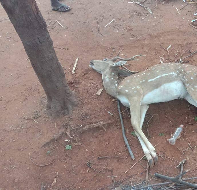 ಹನೂರು ಪಟ್ಟಣದಲ್ಲಿ ಬೀದಿ ನಾಯಿಗಳ ದಾಳಿಗೆ ಮೃತಪಟ್ಟಿರುವ ಜಿಂಕೆ